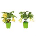 Bild von Kp19 Brugmansia "Datura divers"